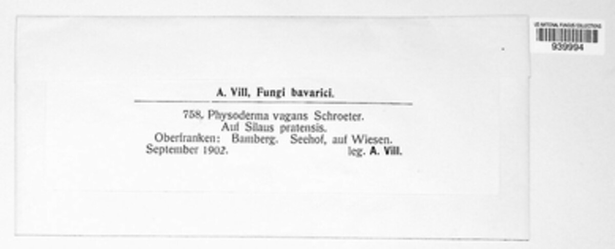 Physoderma vagans image